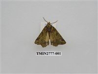 藏品(尺蛾347)的圖片